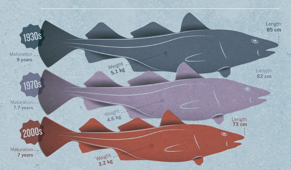 Fishing knot comparison showing multiple knot types